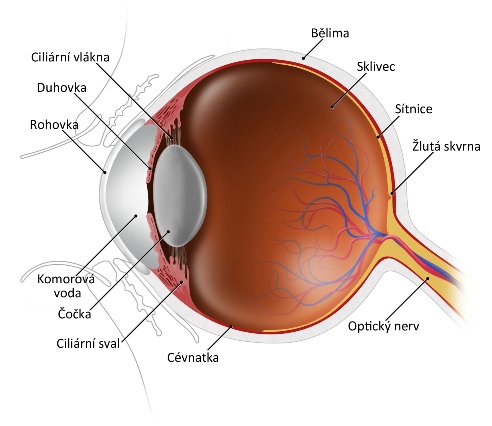 [2013/Anatomieoka.jpg]